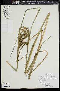 Carex comosa image