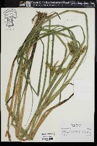 Carex comosa image