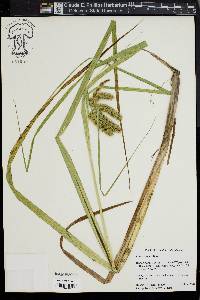 Carex comosa image