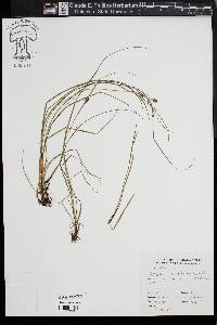 Carex complanata image