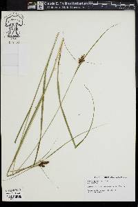 Carex complanata image