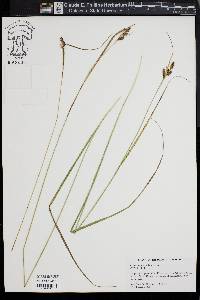 Carex complanata image