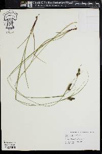 Carex complanata image