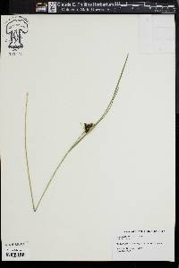 Carex complanata image