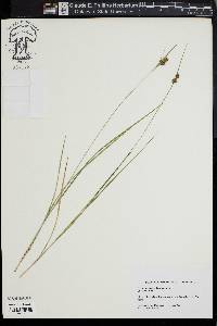 Carex complanata image