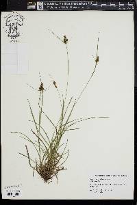 Carex complanata image