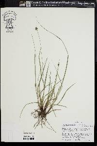 Carex complanata image