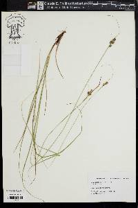 Carex complanata image