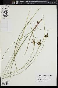 Carex complanata image