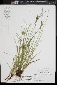 Carex complanata image