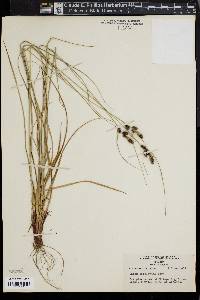 Carex complanata image