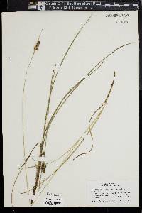 Carex complanata image