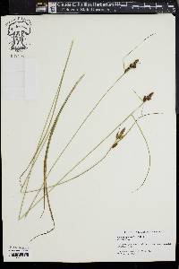 Carex complanata image