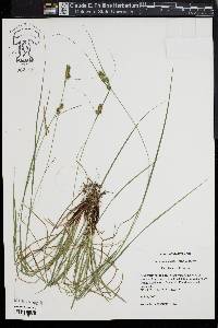 Carex complanata image