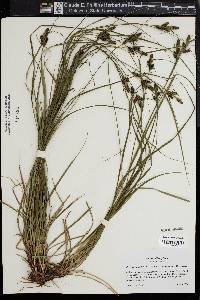 Carex complanata image