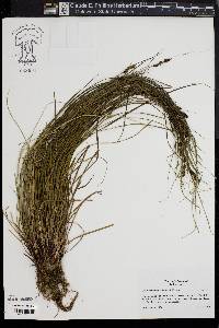 Carex complanata image