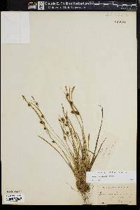 Carex conoidea image