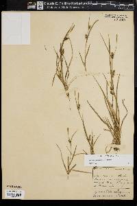 Carex conoidea image