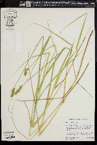 Carex cristatella image