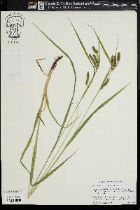 Carex davisii image