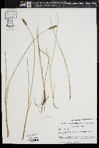 Carex diandra image