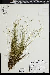 Carex echinata image