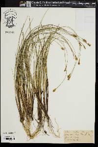 Carex exilis image