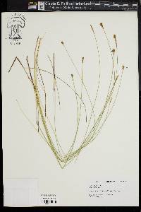 Carex exilis image