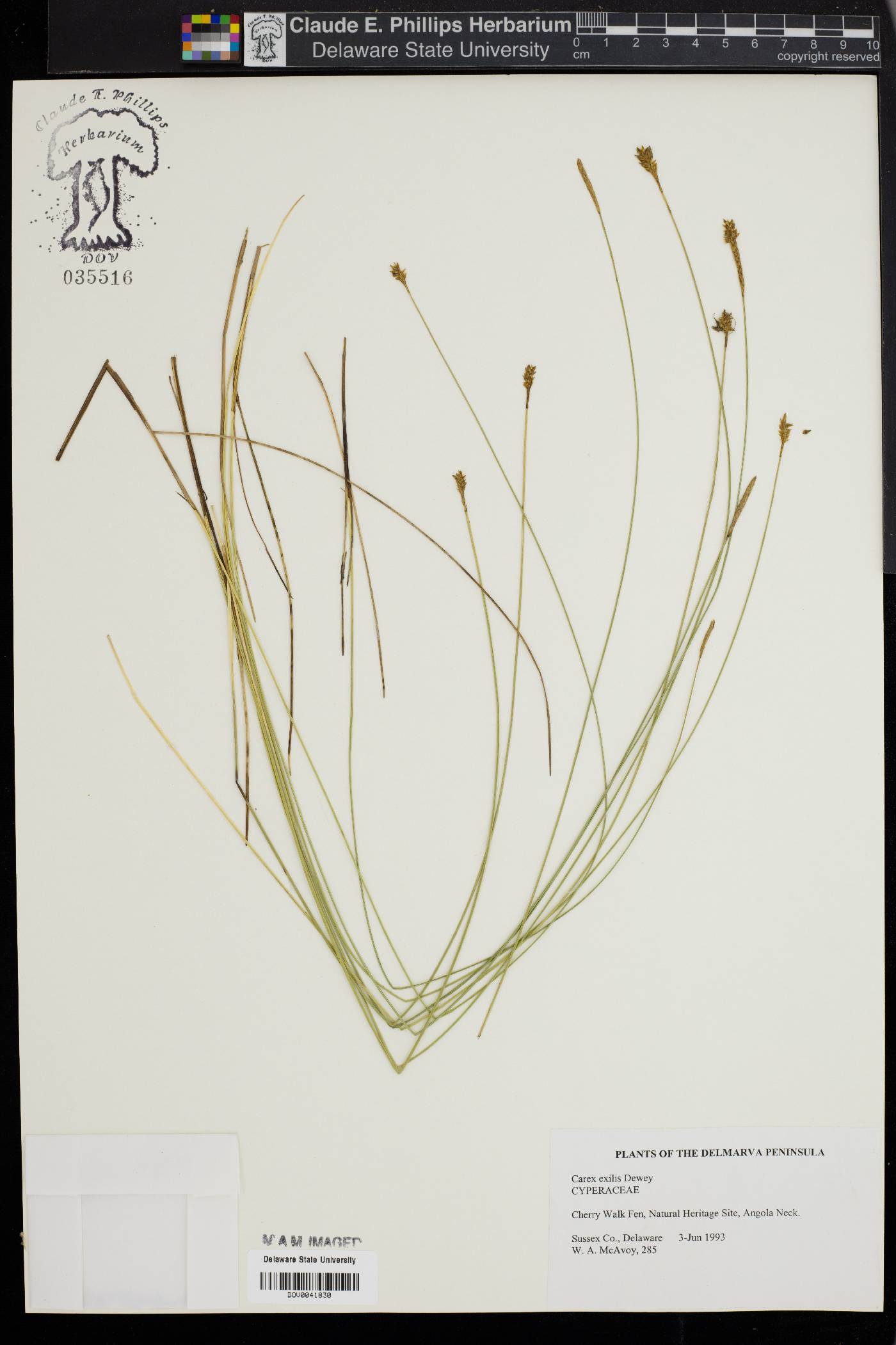 Carex exilis image