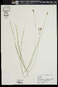 Carex exilis image