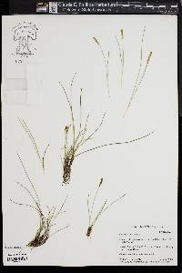 Carex exilis image