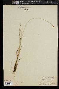 Carex exilis image