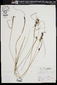 Carex extensa image