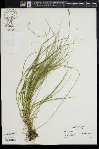 Carex festucacea image