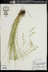 Carex festucacea image