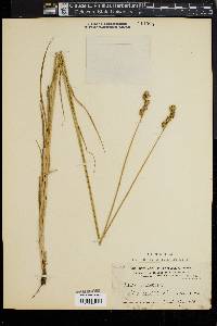 Carex festucacea image