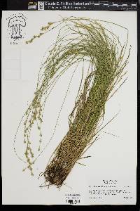 Carex festucacea image