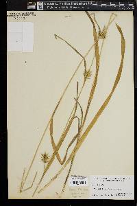 Carex folliculata image