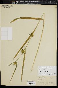 Carex folliculata image