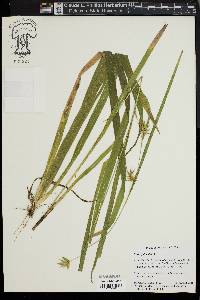 Carex folliculata image