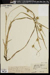 Carex folliculata image