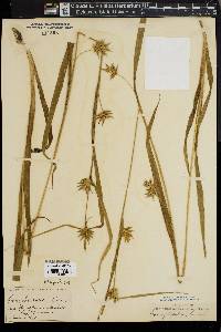 Carex folliculata image