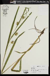 Carex folliculata image