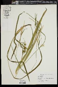 Carex folliculata image