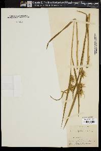 Carex folliculata image