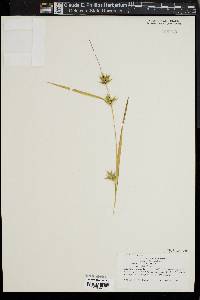 Carex folliculata image