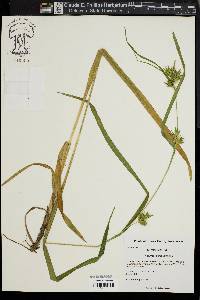 Carex folliculata image