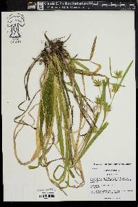 Carex folliculata image