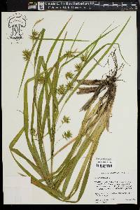 Carex folliculata image