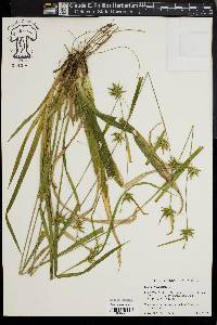 Carex folliculata image